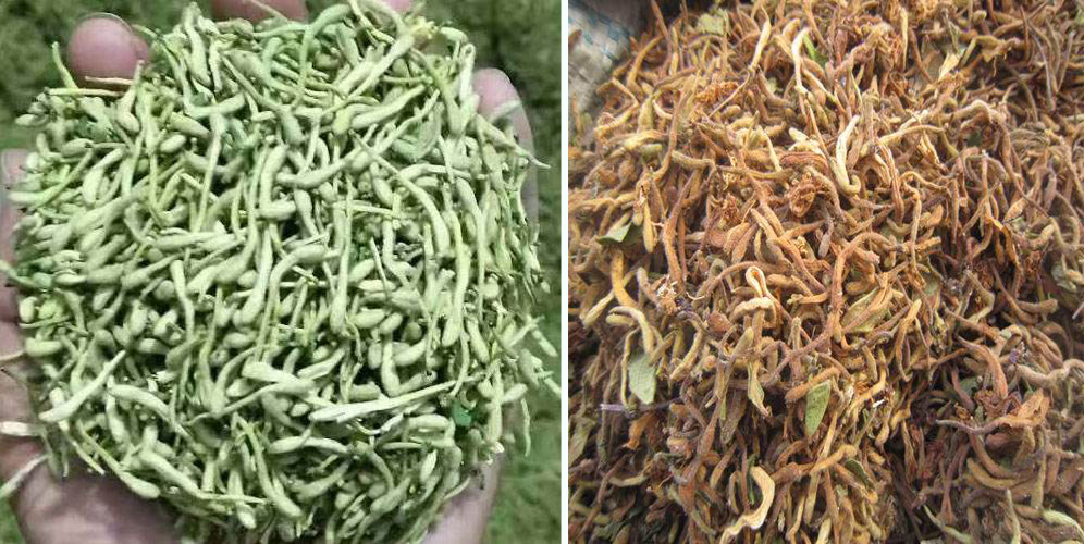 烘干金銀花畝產(chǎn)利潤(rùn)多少？專業(yè)廠家詳解真實(shí)利潤(rùn)